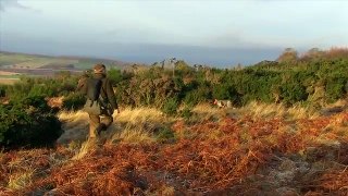 Goshawks - hunting pheasants in Angus, Scotland