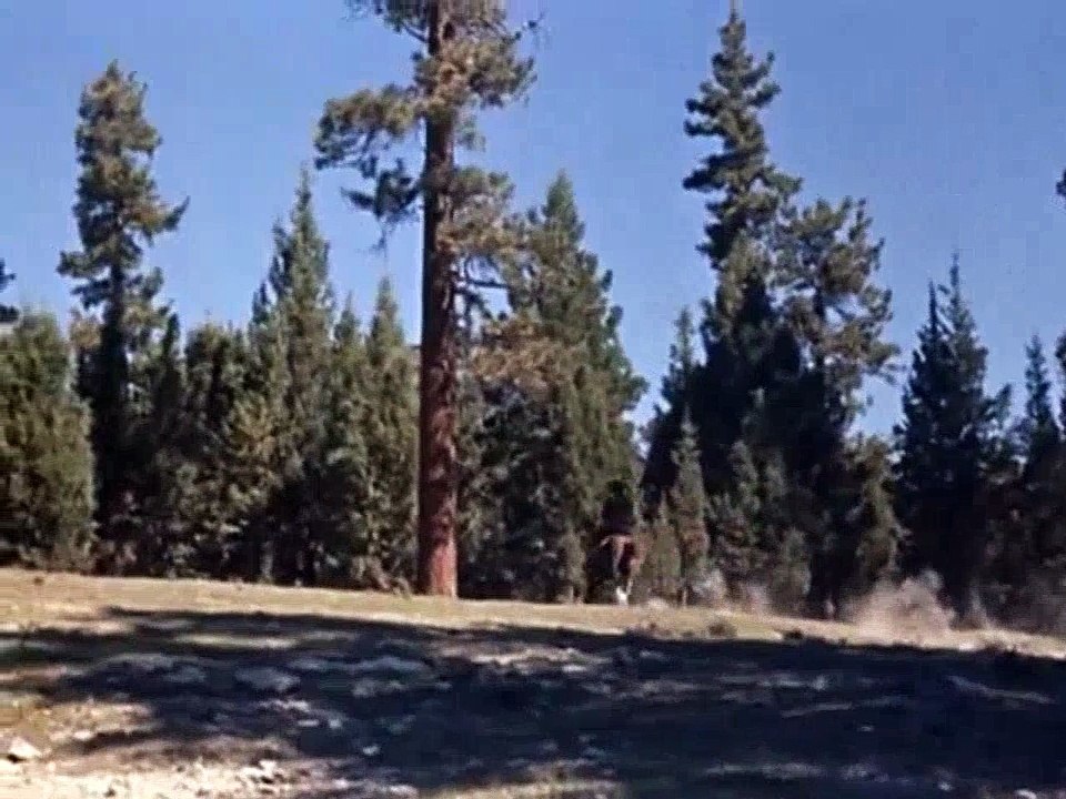 Bonanza - S01E11
