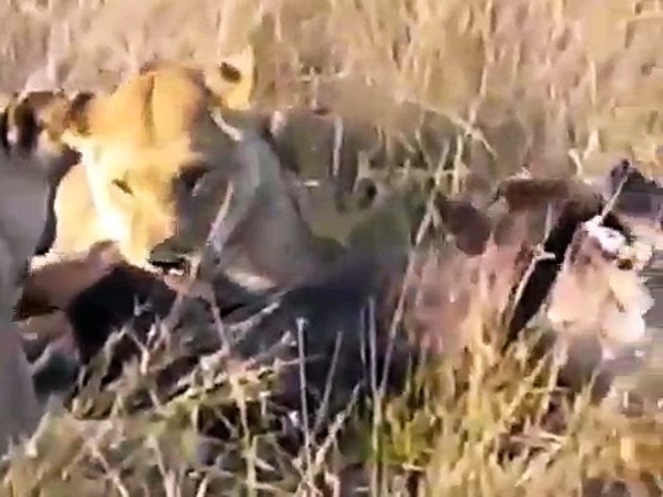 3 Leonas matan a una hiena / 3 Lionesses kill a hyena