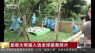 [中国新闻]最萌大熊猫入选全球最美照片 | CCTV-4