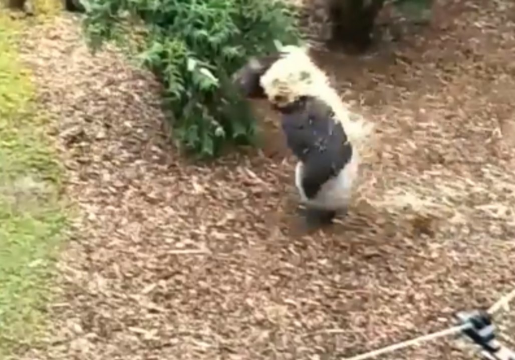 Silverback Gorilla Escaping Rain Finds Umbrella Made From Hay Ineffective