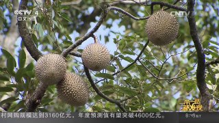 [中国新闻]一带一路新发现（二十）走进马来西亚华人榴莲园 | CCTV-4
