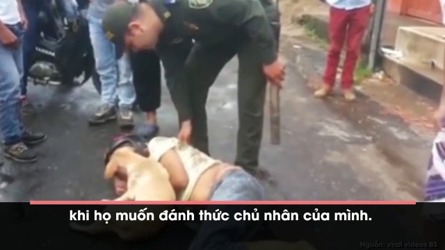 Clip chú chó cố gắng bảo vệ chủ nhân nằm giữa đường khiến CĐM không khỏi xúc động