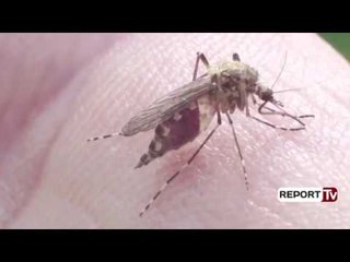 Report TV - Dy amerikanë me malarie në Shqipëri, mjeku: Erdhën nga Kamboxhia, s'ka panik