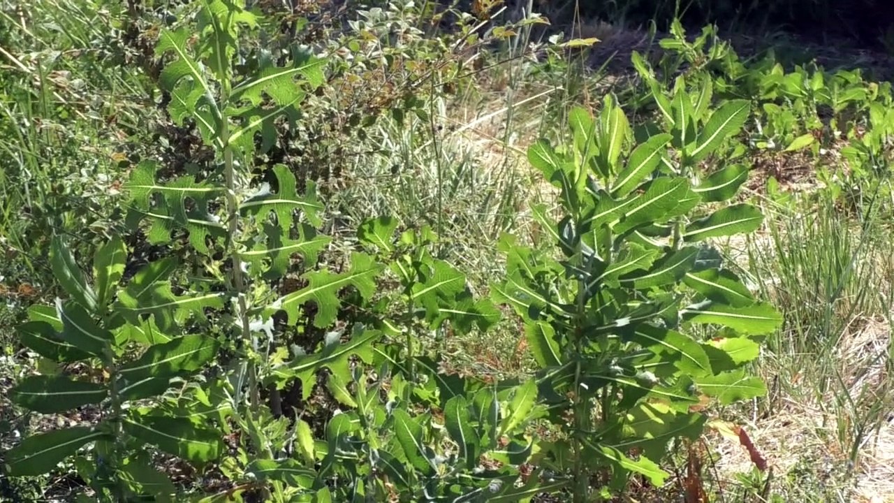 Alpes-de-Haute-Provence : Bientôt un jardin aux papillons à Montfuron