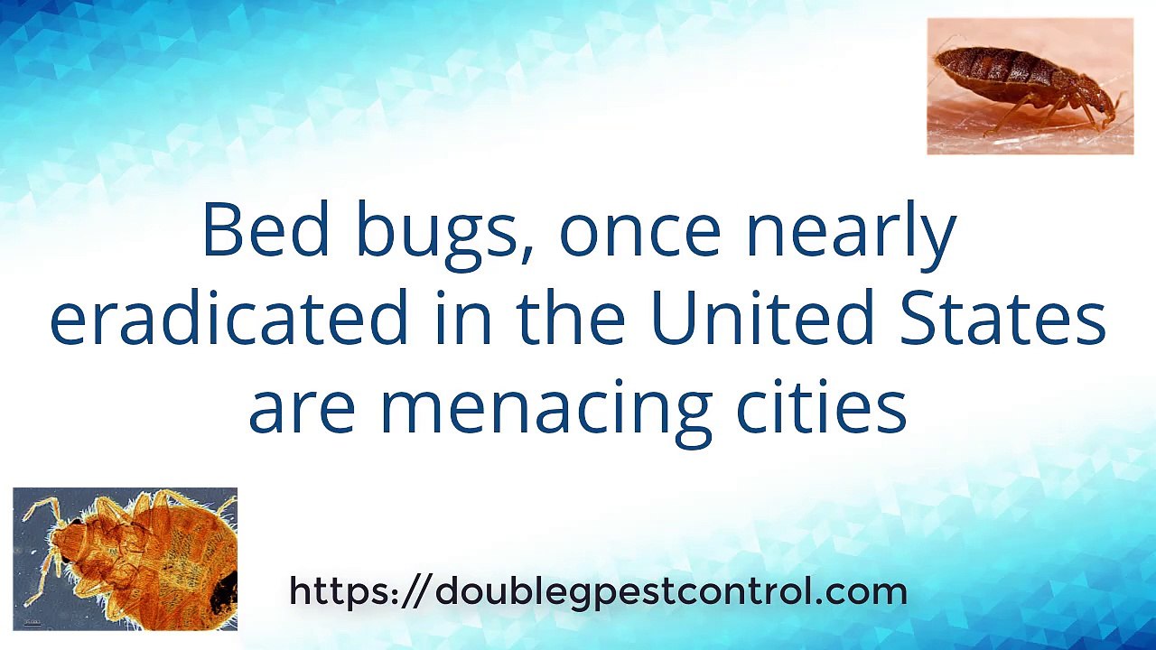 How To Get Rid Of Bed Bugs-Palmyra Missouri