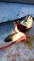 Huge Tapeworm Found in Fresh King Salmon