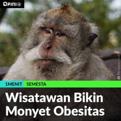 #1MENIT | Wisatawan Bikin Monyet Obesitas