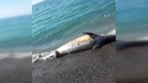 Ölü Yunus Balığı Sahile Vurdu