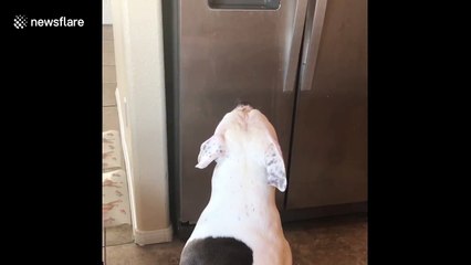 Smart pitbull knows how to get ice cubes from refrigerator