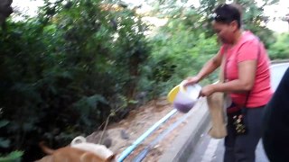 Feeding Cute Street Dog Puppies in Pattaya  Interview with Canadian Couple