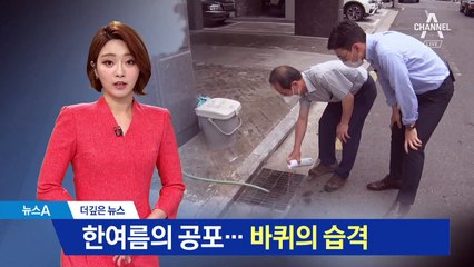 [더깊은뉴스]한여름 ‘바퀴벌레’ 습격…접수 민원만 150건