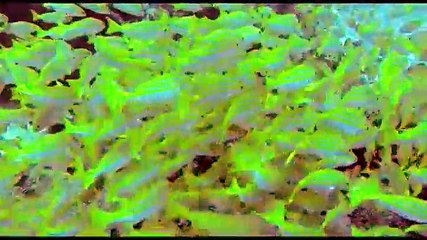 Des branchies à imprimer en 3D pour faire respirer l'homme sous l'eau