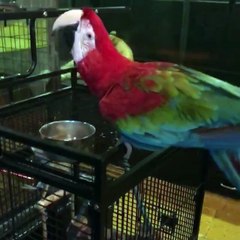 Nargile kafeyi 'hayvanat bahçesine' çevirdi