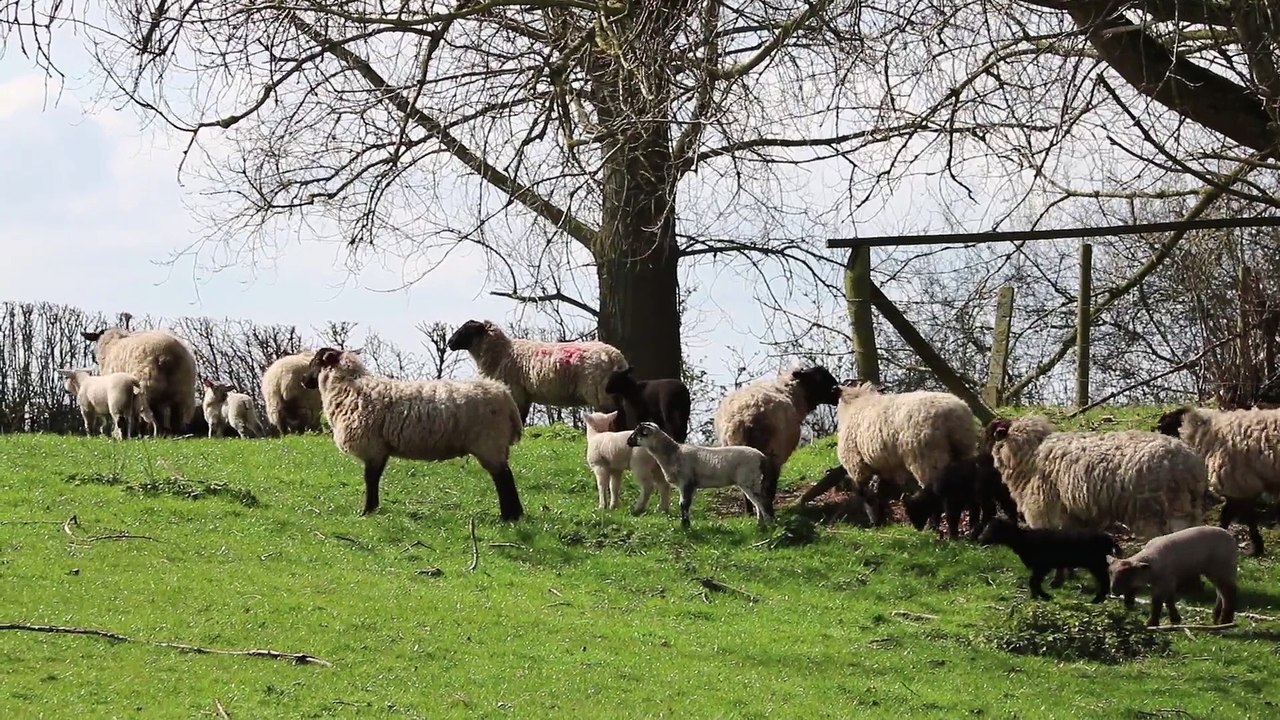 Animals In A Farm - video Dailymotion