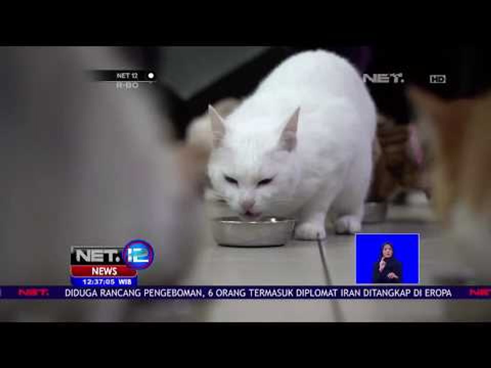 Achilles, Kucing Tuli Peramal Pesta Bola - NET12