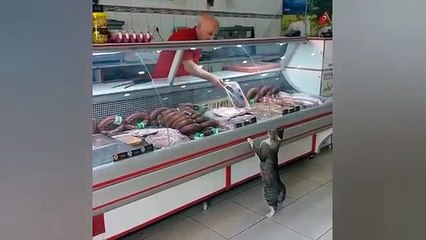 Man Serves Food To Hungry Cat | Funny video