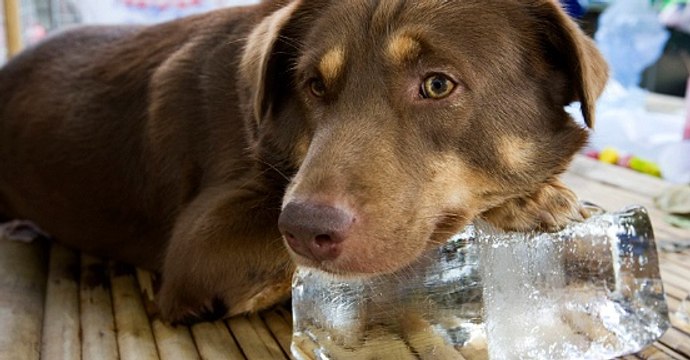 BBC Radio Wales - Dot Davies sits in for Jason Mohammad 3Jul18 - Keep pets safe in hot weather