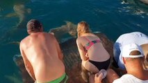 Nourrir les requins à mains nues (Australie)