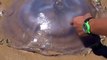 Cette méduse se fait dévorer par des centaines de coquillages