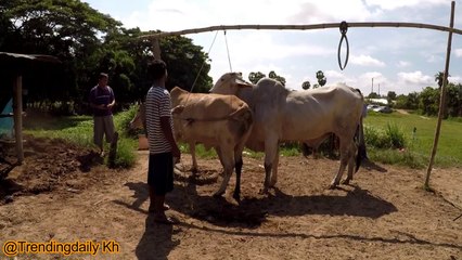 Amazing Technique How To Produce Baby Cow In My Farming (3)
