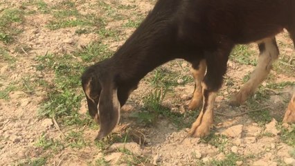 Smart and funny goat in farm - real Life of goat in cambodia (3)