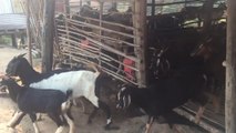 Smart and funny goat in farm - real Life of goat in cambodia (2)
