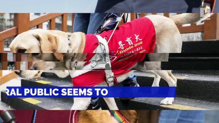 5 Important Things to Know About Service Dogs