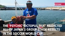 'Psychic' Octopus Predicts Japan's World Cup Results, Then Gets Killed And Sent Out To Market