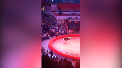 Harta de tener que ser la graciosa del show un avestruz la pagó con los espectadores