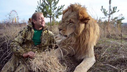 Cuddles with a Lion