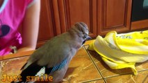 Try Not To Aww Watching These Funny Parrots And Cute Birds 2018