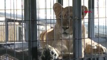 İstanbul Nargile Kafe Hayvanat Bahçesi Çıktı 2