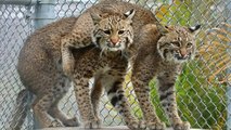 Introducing Three Bobcats - Part 1