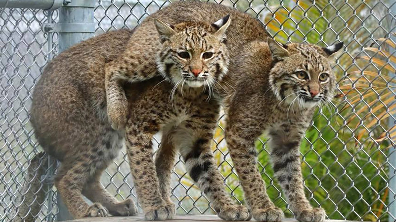 Introducing Three Bobcats - Part 1