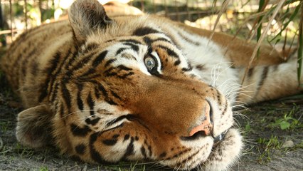In Loving Memory Of Zeus The Tiger