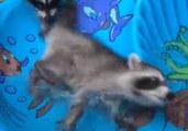 Baby Raccoons Take Turns Using Paddling Pool Slide