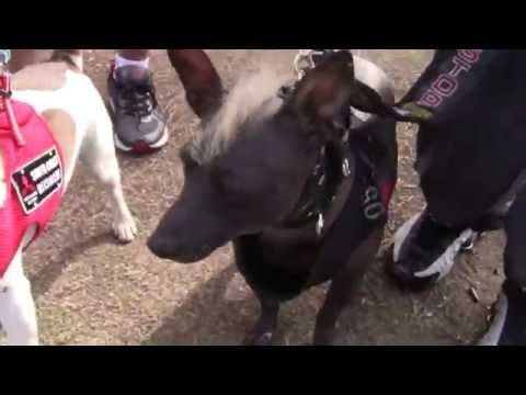 MANNY PACQUIAO HAS FLOYD MAYWEATHER DOG! Manny Pacquiao vs Floyd Mayweather DOGS FACE OFF (funny)