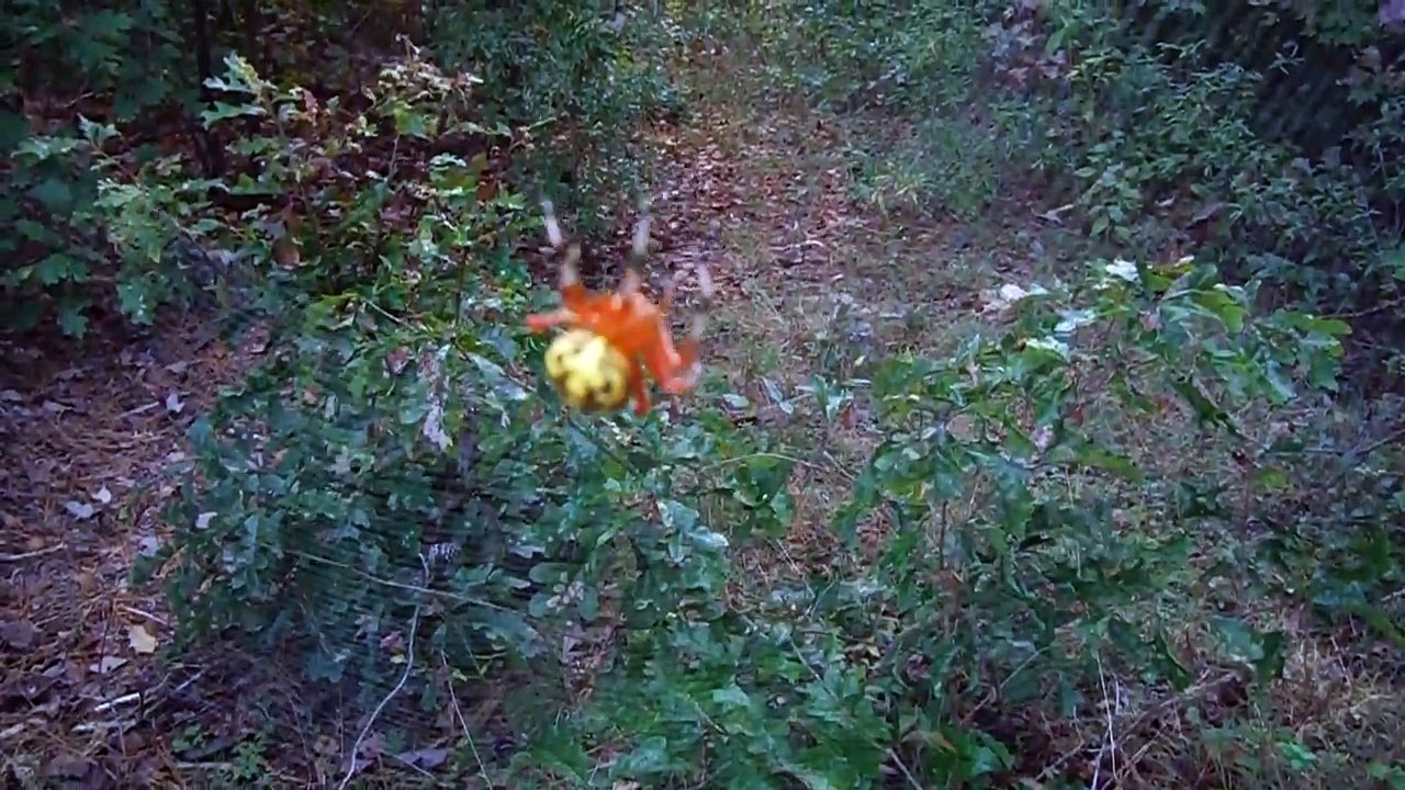Marbled Orb Weaver Spider