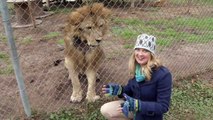 Un lion attaque une journaliste qui a eu la trouille de sa vie