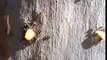 Hungry Argentine Ants Feeding From My Lunch Drools on a Tree Trunk