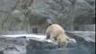 Cette maman ours polaire vient sauver son petit tombé dans l'eau