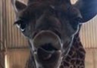 Phoenix Zoo Announces Birth of Baby Giraffe With Tongue-Tied Introduction