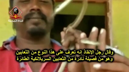 شاهد الثعبان الطائر .. فى الهند -- أخطر الثعابين النادرة فى العالم