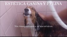 Estética Canina y Felina de Pet Care Hermosillo
