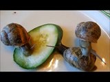 Funny Pet Garden Helix Snails Feeding on Cucumbers, How to Care For Pet Helix Garden Snails