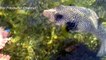 Pet fish - Hand feeding - Fugu Pufferfish