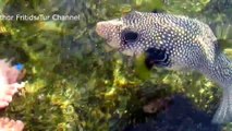Pet fish - Hand feeding - Fugu Pufferfish