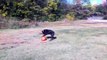 VARSITY PETS TV: Rottweiler vs Varsity Ball