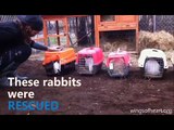 Rabbits rescued from animal experimentation